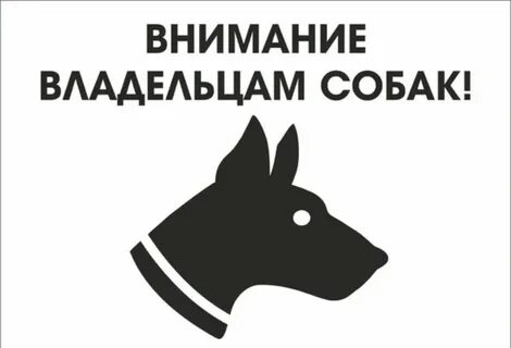 Внимание собаки на хозяина