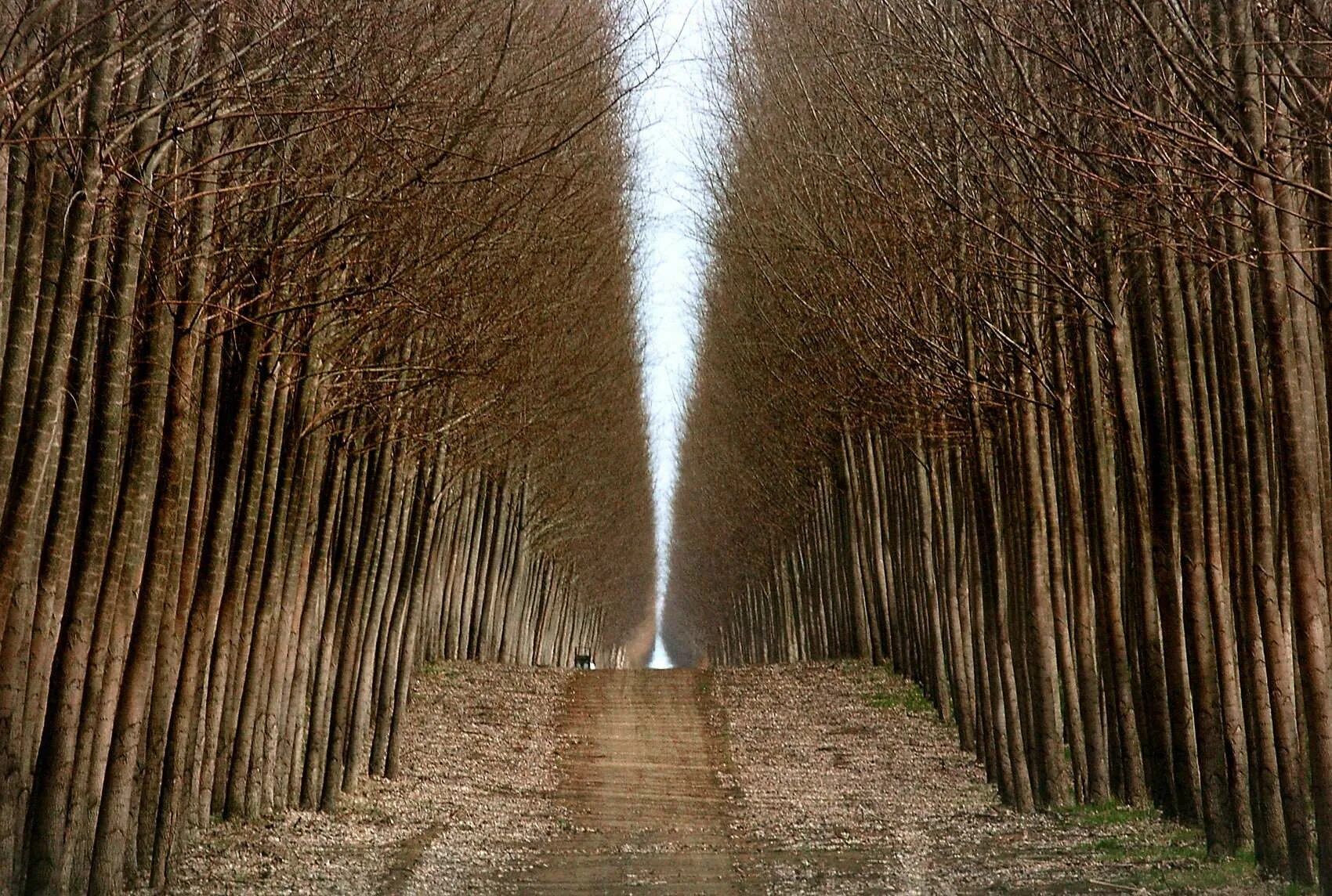 Tree farm. Greenwood tree farm fund.