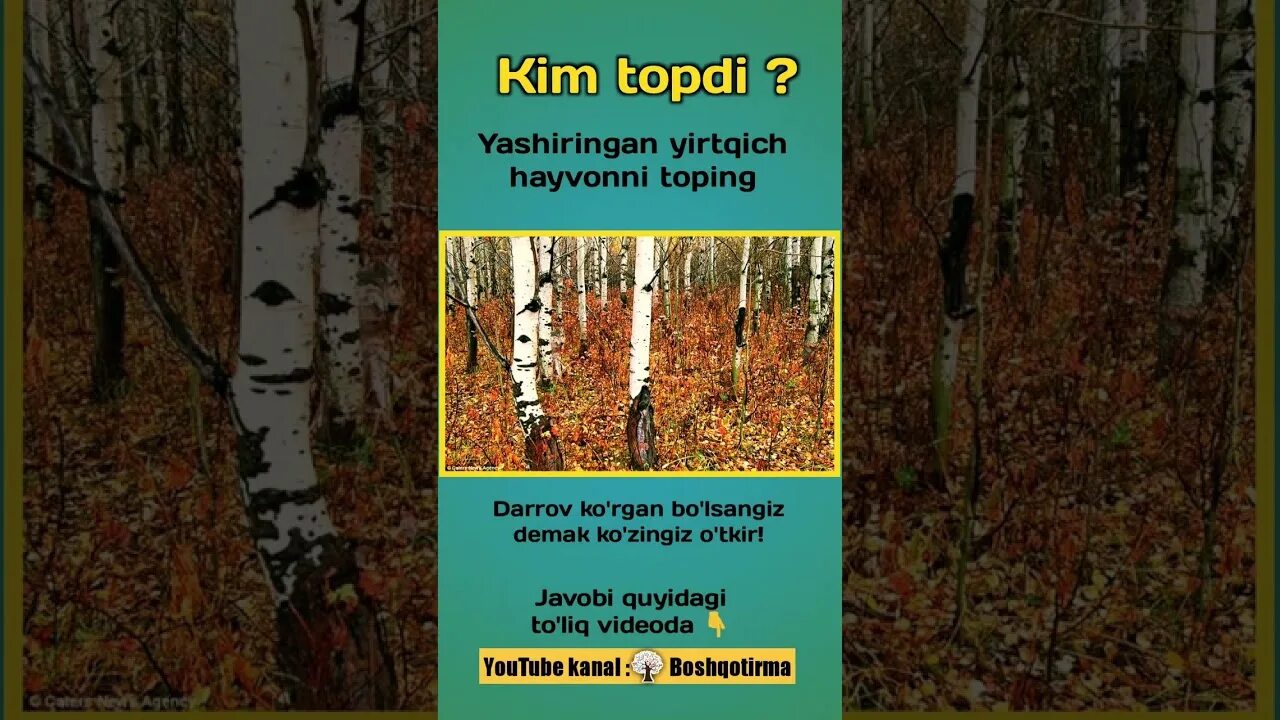 Mantiqiy savollar toplami javoblari bilan