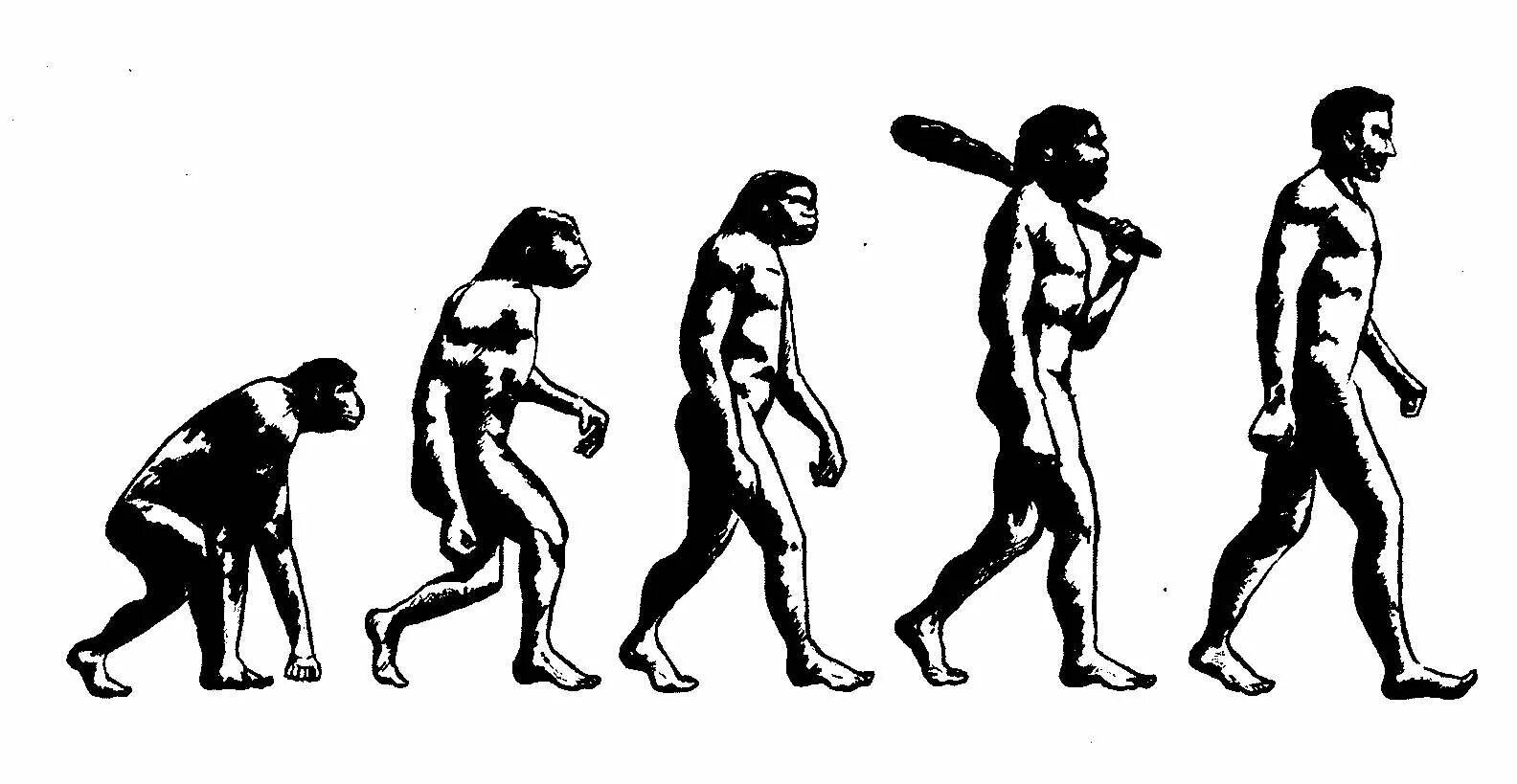 Жизни путем эволюции. Эволюция человека Дарвина. Антропогенез Дарвин. Ступени эволюции человека по Дарвину. Схема Дарвина Эволюция человека.