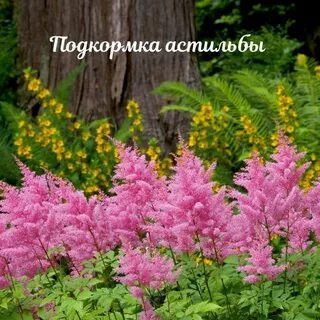 Когда сажать астильбу