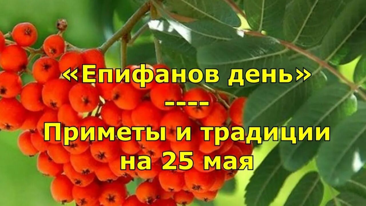 Приметы на 12 мая. Епифанов день рябиновка 25 мая. епифанов день, рябиновка. епифанов день народный праздник. 25 мая народный календарь.