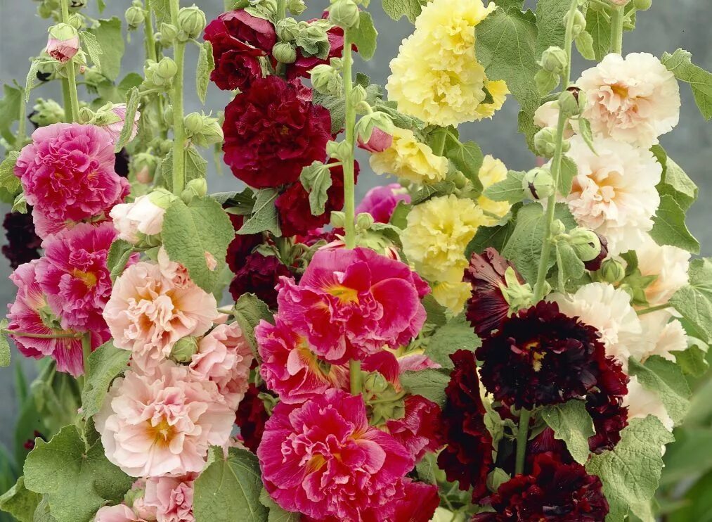 Мальва сорта. Мальва – alcea rosea.