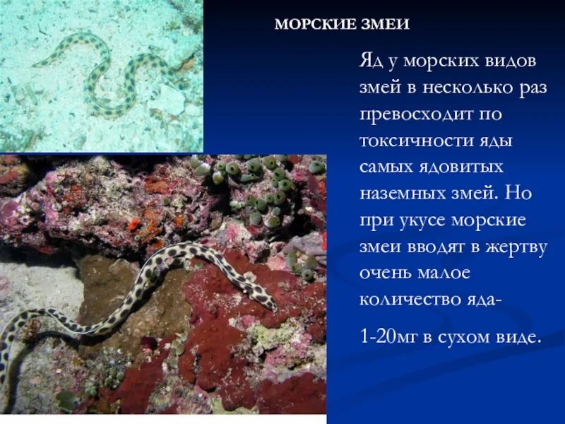 Морские змеи ядовитые. Водяные змеи ядовитые. Морские змеи морские змеи. Морская змея ядовитая. Змеи биология 7 класс