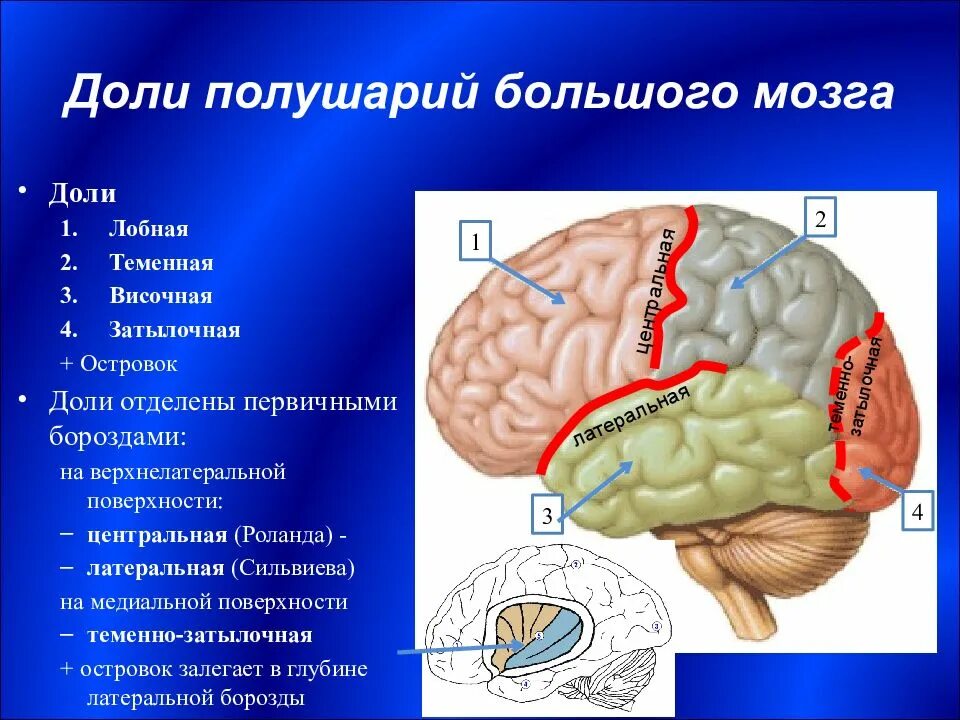 Строение больших полушарий отделы. Латеральная сильвиева борозда.