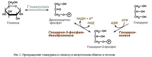 Схема реакции образования глицерол-3-фосфата.. Реакции синтеза глицерол-3-фосфата из Глюкозы. Синтез глицерол 3 фосфата из Глюкозы. Синтез глицерол 3 фосфата в печени. Реакция образования жира