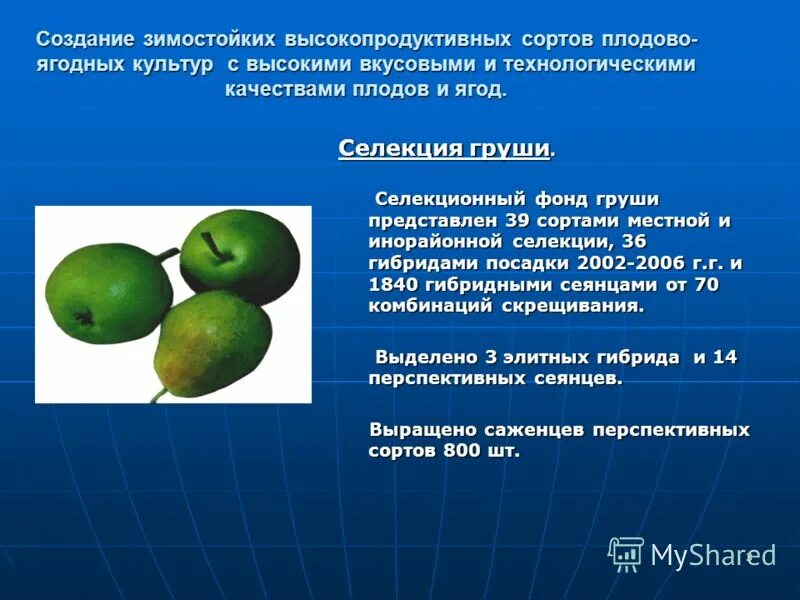 Высоко продуктивная. Селекция груши. Методы селекции груши. Селекции растений плодовых. Сорт это в селекции.