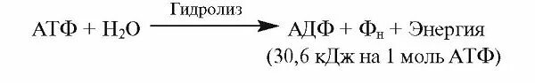 1 моль атф. Гидролиз АТФ реакция. Реакция гидролиза АТФ АДФ. Реакция гидролиза АТФ формула. Реакция распада АТФ.