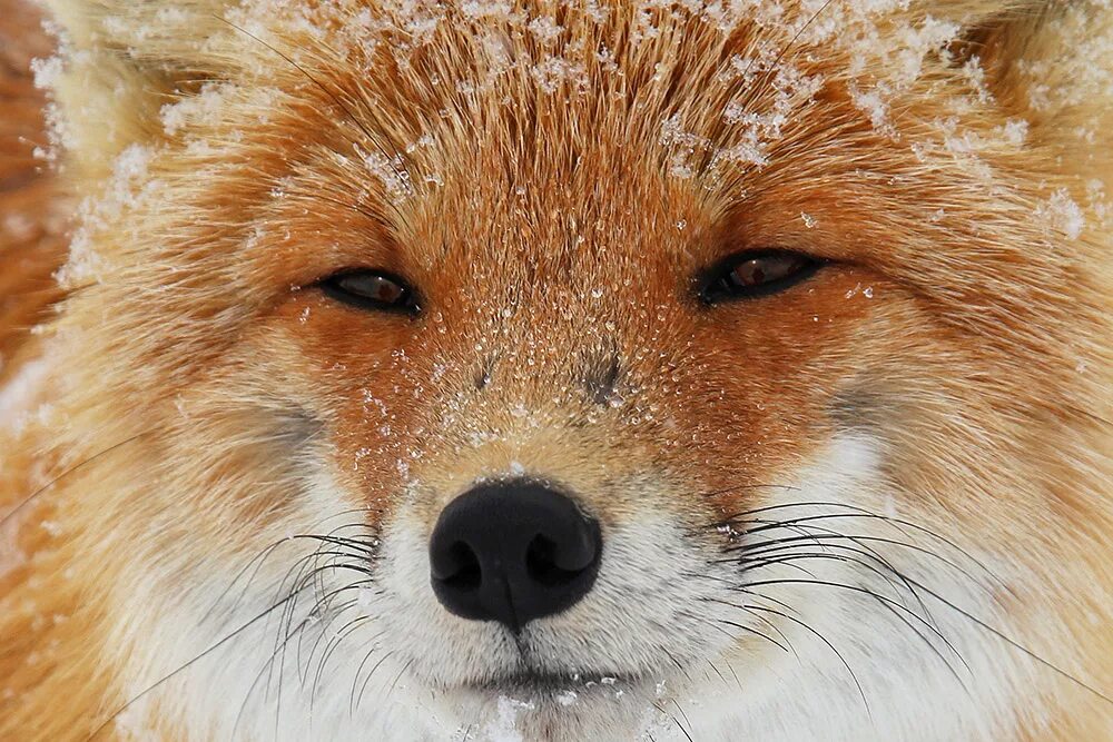 мордочка лисы. умная лиса. морда лисы. лиса злится. лисы мудрая.