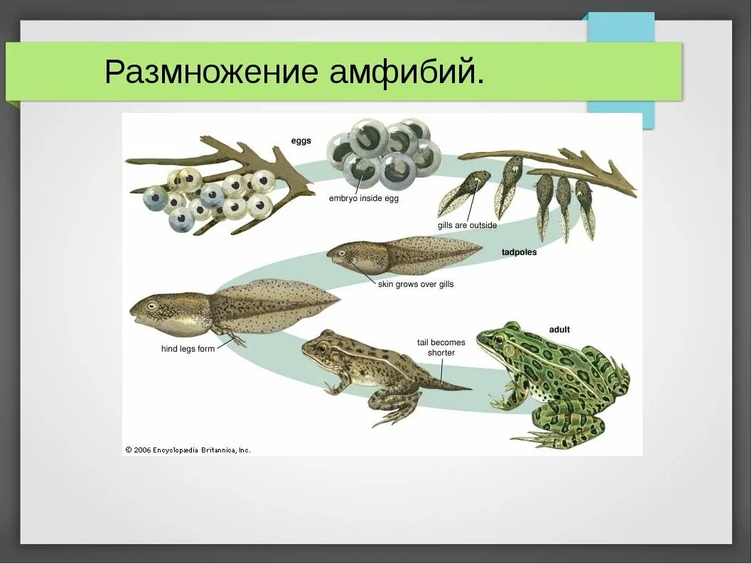 Какой тип развития у земноводных. Схема размножения земноводных 7 класс. Схема развития земноводных биология 7 класс. Бесхвостые земноводные размножение. Земноводные размножение таблица.