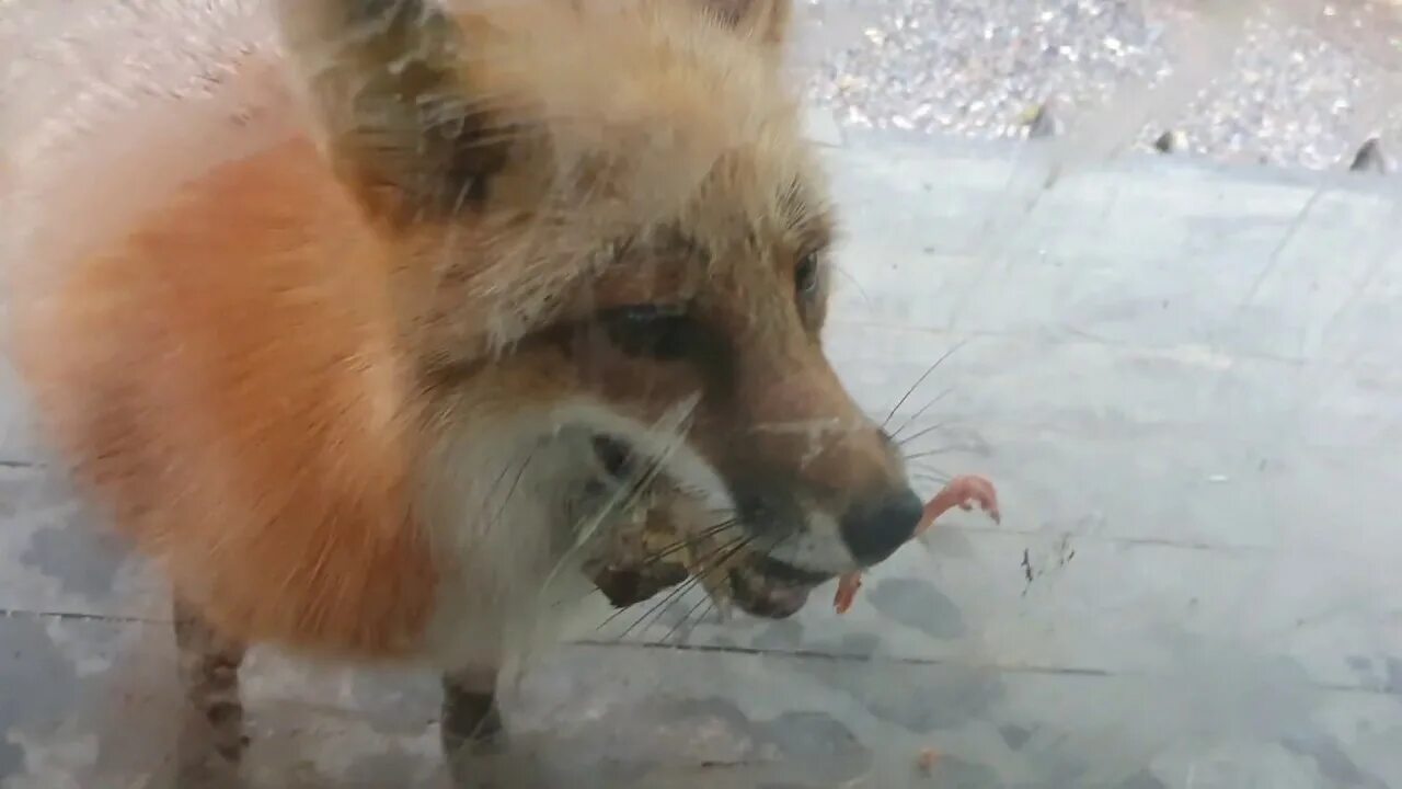 Лису гладят. Лиса алиса лисяо. Ли сяо лиса алиса. Спящая лиса алиса. Алиса лис видео.