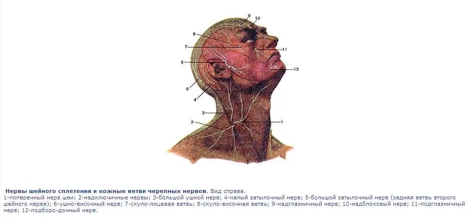 Сплетение черепных нервов. Шейное нервное сплетение. Кожные ветви шейного сплетения. Нервы шейного сплетения. Шейное сплетение малый затылочный нерв.