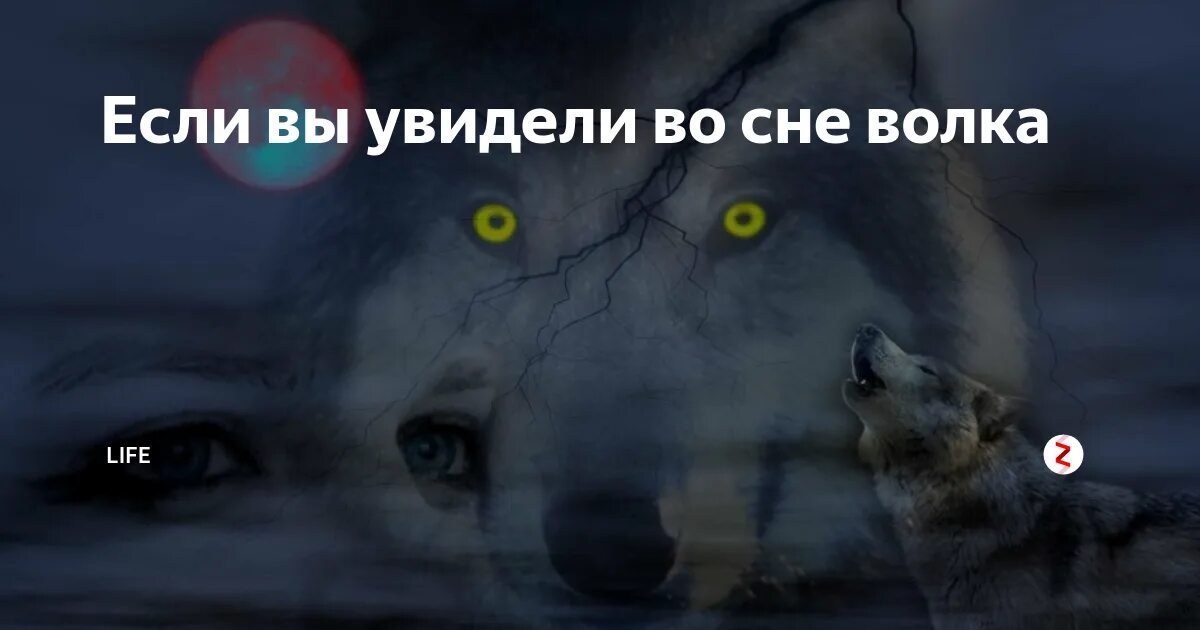 Сон приснились волки. К чему снятся волки. Волк во сне к чему снится. Сна волки. Нападают собаки во сне к чему снятся