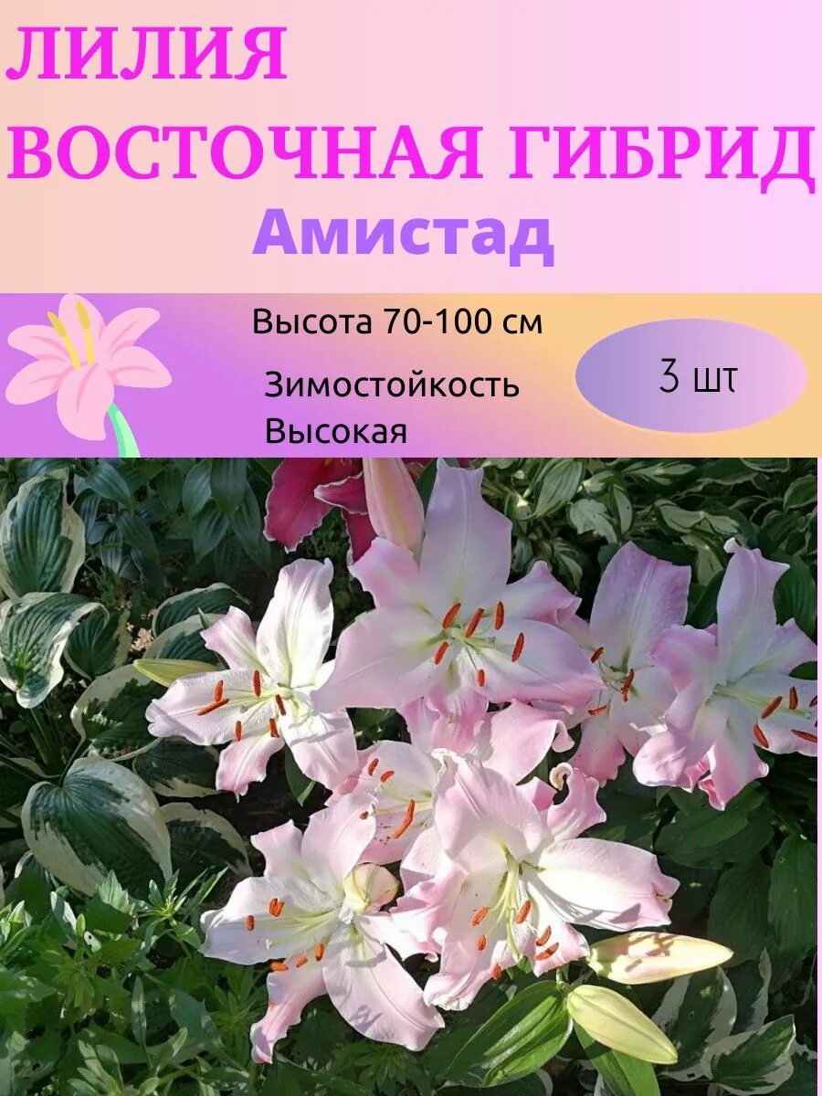 Купить Лилия Амистад в Москве и РФ. Описание сорта. Пункты самовывоза. Почтой (н