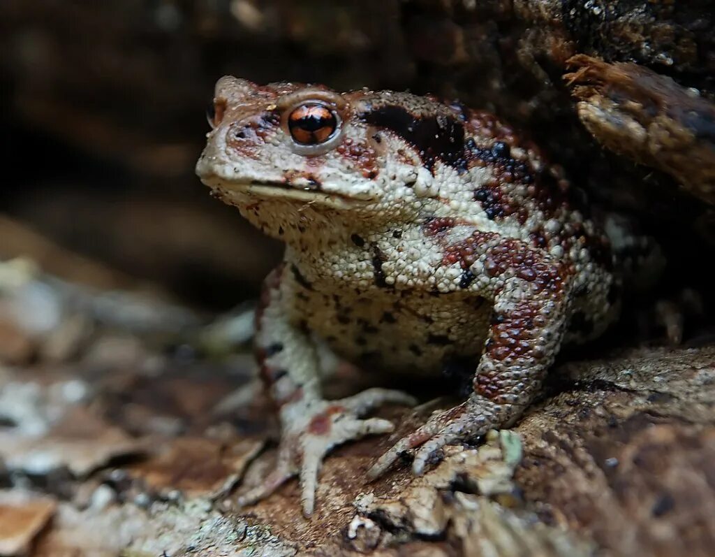 колхидская жаба. дальневосточная жаба bufo gargarizans. дальневосточная жаба. серая жаба bufo bufo. камышовая жаба.