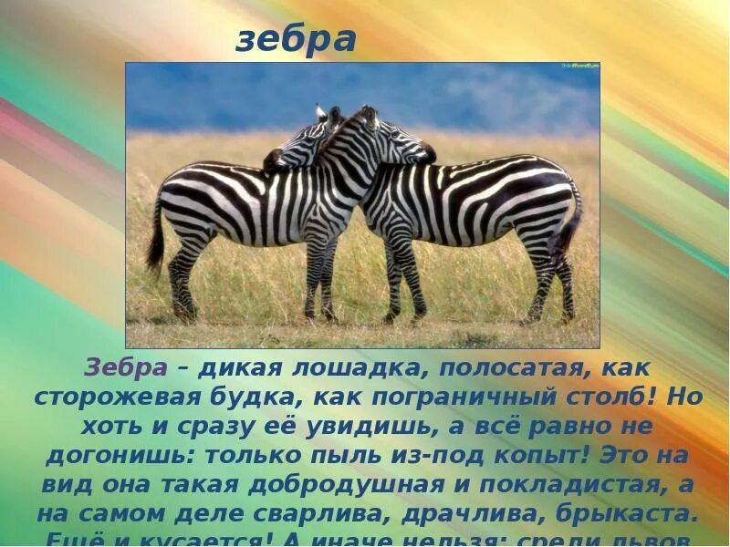 Зебра окружающий мир 1 класс