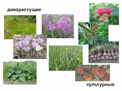 3 дикие растения