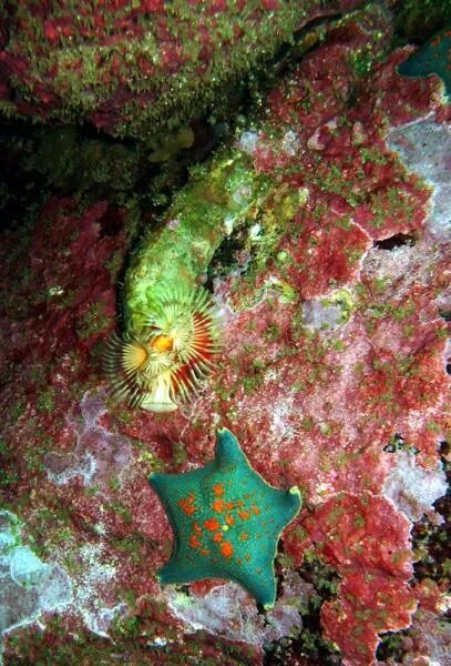 флора и фауна черного моря. растительный и животный мир черного моря. подводный мир черного моря. подводный мир черного моря. органический мир черного моря.