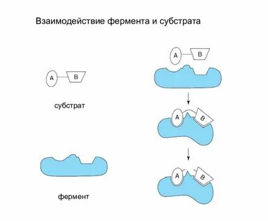 Субстратом называется