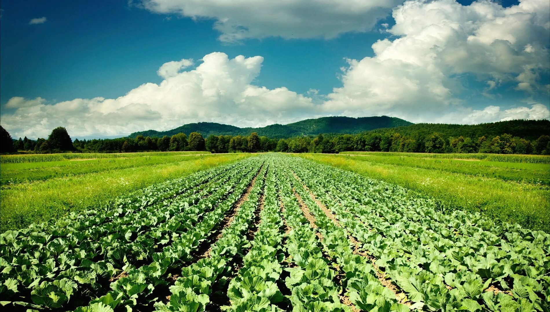 Зеленые луга. Трава поле. Трава для визуализации. Поле панорама. Зеленое поле.