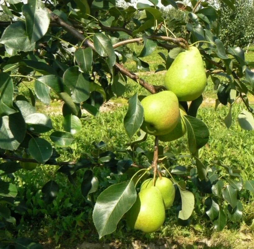 Сорт груши кудесница. Груша Кудесница дерево. Груша Кудесница описание сорта. Груша Северянка.