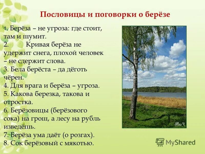 Береза для дошкольников. Береза символ россии. Поговорки о березе. Красивые слова о березе. Береза символ руси.