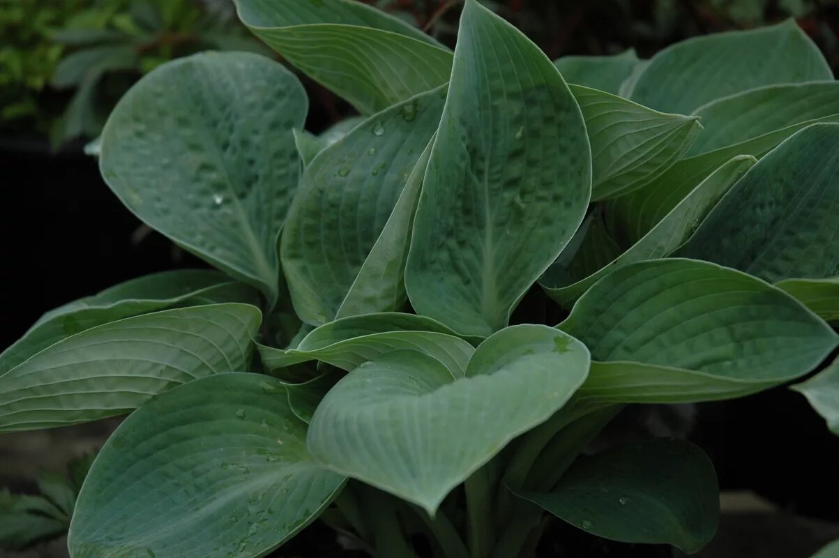 хоста биг дэдди. хоста гибридная sugar daddy шуга дэдди. хоста дэдди. хоста гибридная биг дэдди. хоста гибридная биг дэдди (с 2).