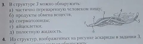 Тип круглые черви 7 класс биология тест