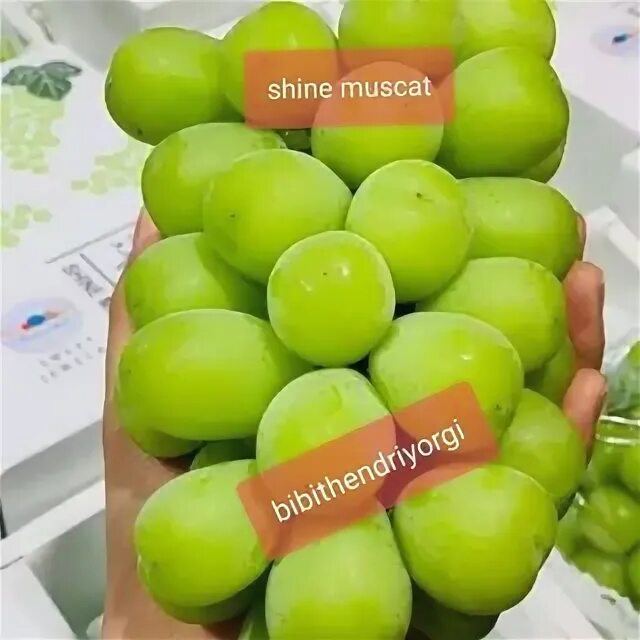 Shine Muscat Grapes Decline After Hot Start in China Market Produce Report