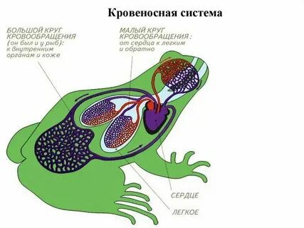Сколько кругов кровообращения у головастика