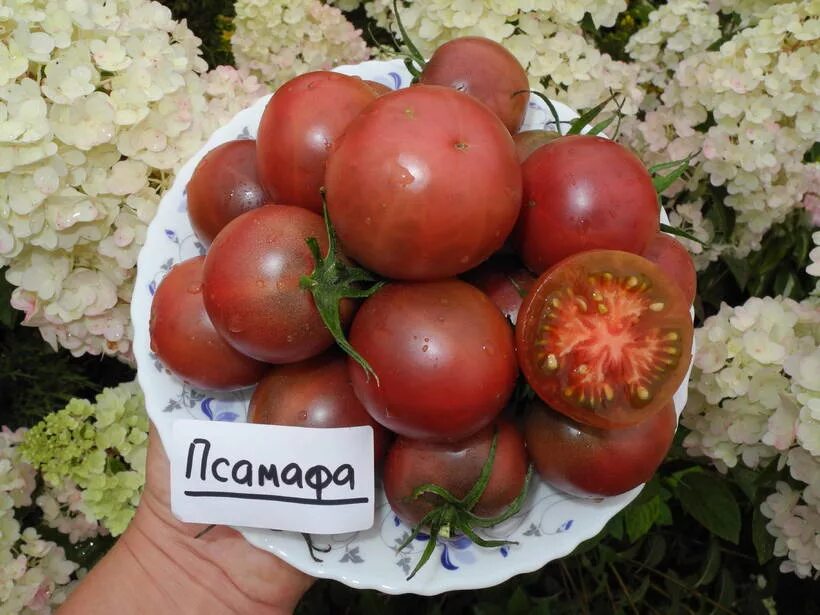 Медведев селекционер семена томатов. Томаты валерия медведева. Людмила серегина семена томатов. Семена почтой наложенным платежом. Томат черри псамафа.