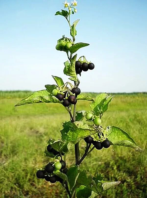 Пасленовые растения ягода. Паслён чёрный. Паслен ягода. Ягода паслен черный. Паслён чёрный куст.