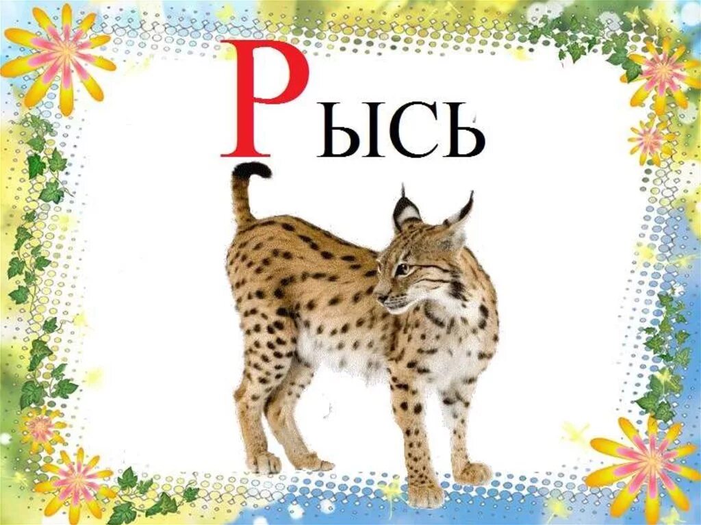 Начинается буква р. Животные на букву р. карточки с картинками на букву р для детей. рысь карточка для детей. буква р для малышей.