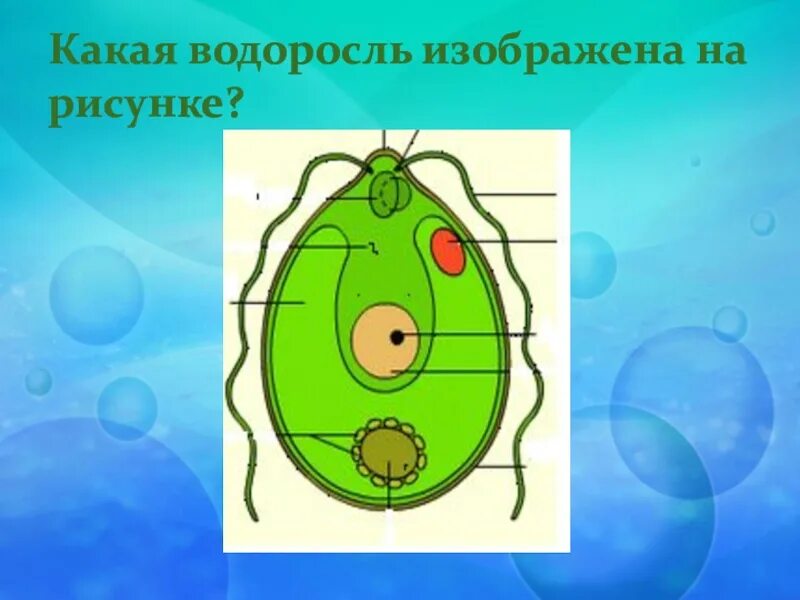 Выберите водоросли. Строение водорослей. на рисунке изображена водоросль. водоросли рисунки по биологии. клетка водоросли рисунок.