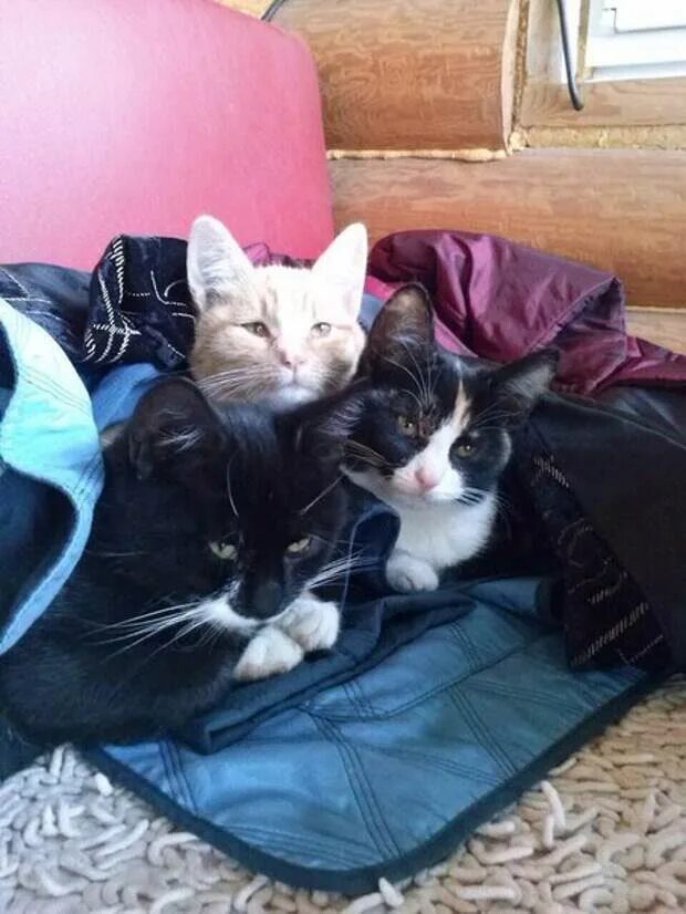 Дом для котика. Трое кошек. Три кошки дома. Кошка на окне. Кошки.