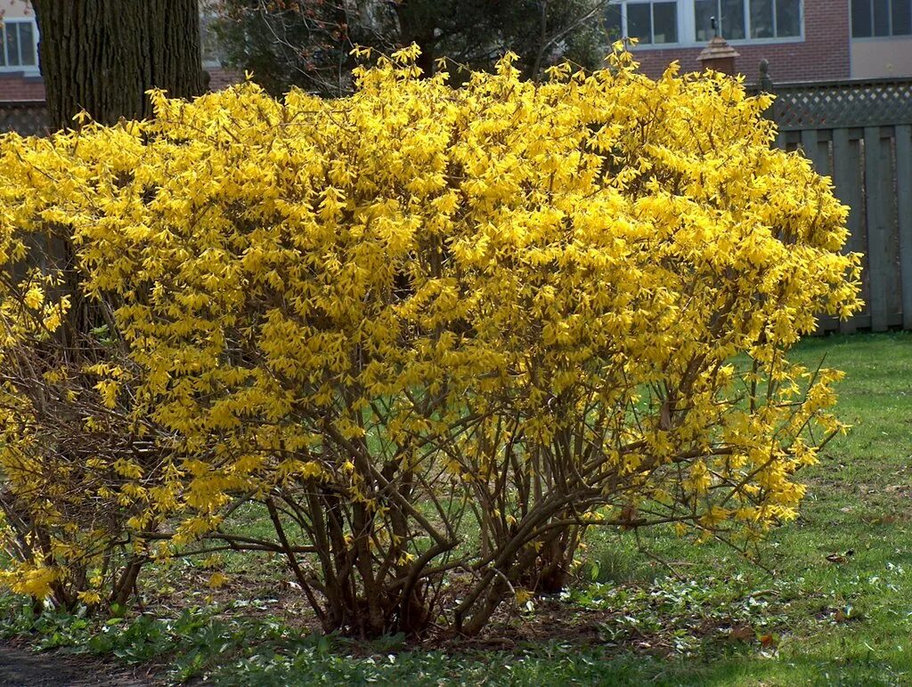 Ранний желтый кустарник фото. Форзиция Линвуд. Форзиция Линвуд Голд. Форзиция плакучая. Форзиция промежуточная Линвуд.