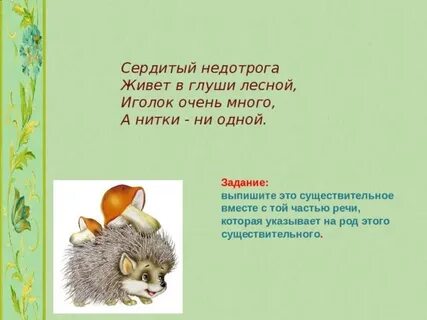 Недотрога какой род
