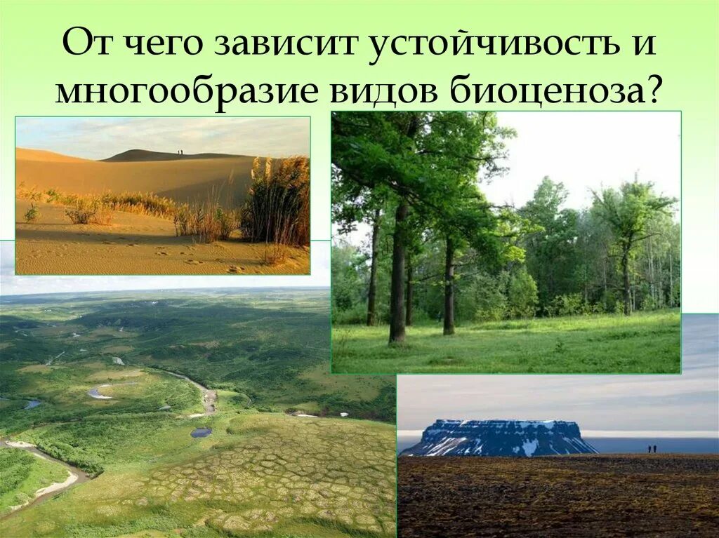 От чего зависит устойчивость. От чего зависит устойчивость биоценоза. биоценоз его структура и устойчивость. биоценоз от чего зависит. от чего зависит видовое разнообразие.