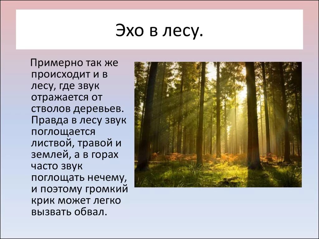 Составить предложение лесная чаща. Эхо в лесу. Эхо для дошкольников. Какова особенность распространения Эха в лесу. Распространение звука в лесу.