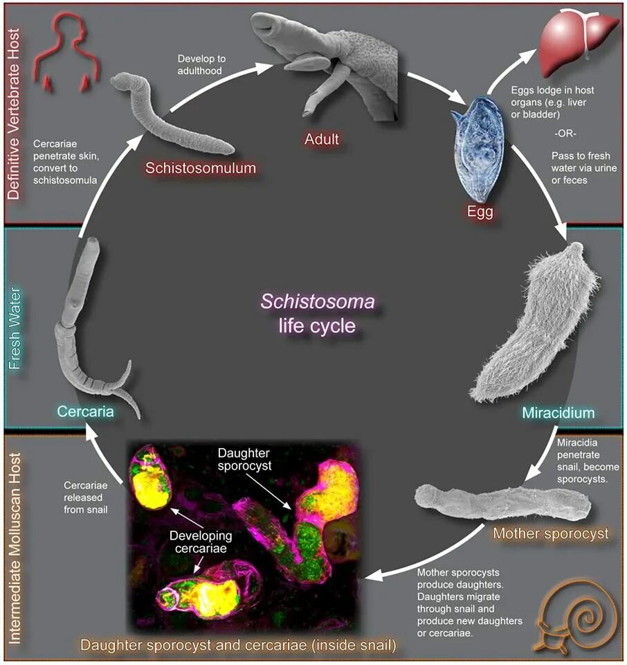 Жизненный цикл шистосомы. Schistosoma haematobium жизненный цикл. Схема жизненного цикла Schistosoma haematobium. Schistosoma жизненный цикл. Schistosoma mansoni жизненный цикл.