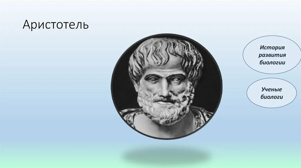 Аристотель какой век. Ученые биологи аристотель. труды аристотеля по биологии. аристотель вклад в систематику. аристотель вклад в систематику биологии.