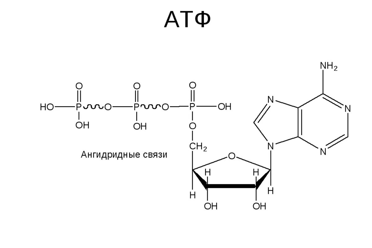 Атф структурная. Структура АТФ формула. АТФ формула структурная. Строение АТФ макроэргические связи. Формула АТФ структурная строение.