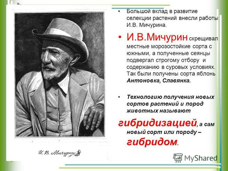 Мичурин иван владимирович достижения. Вклад и достижения мичурина в развитии селекции. Вклад и достижения мичурина в развитии селекции. Заслуги ученых селекционеров. Вклад и достижения мичурина в развитии селекции.
