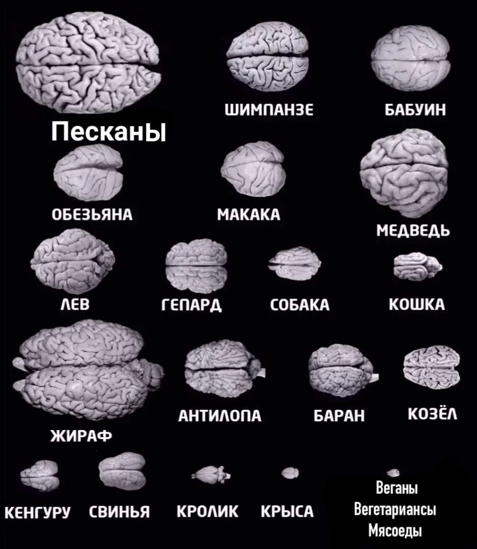 Относительные размеры мозга. Размер мозга. Размер мозга человека. Размер мозга человека и дельфина.