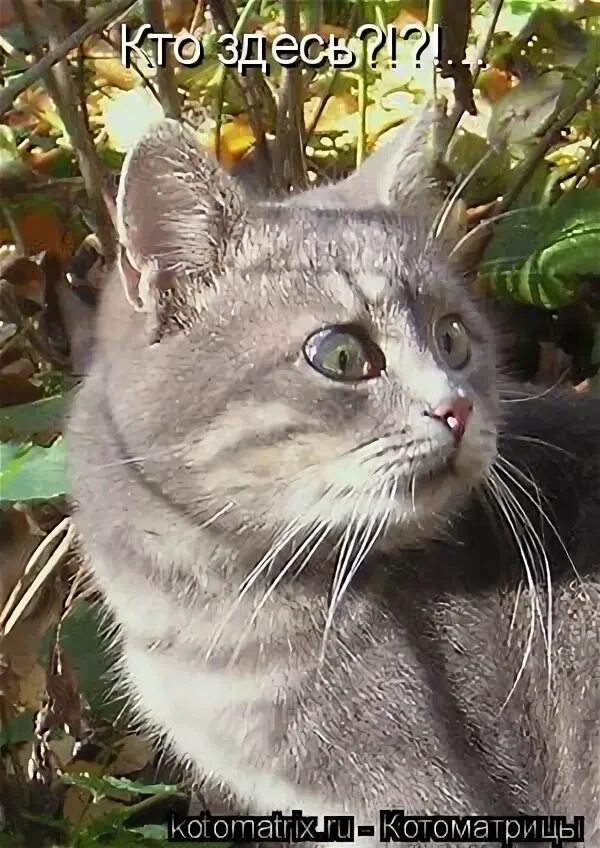 лета не будет. прикольные стихи про скалку. пальто и собака. лета нынче не будет. лето нынче жаркое можно даже пуховик расстегнуть.