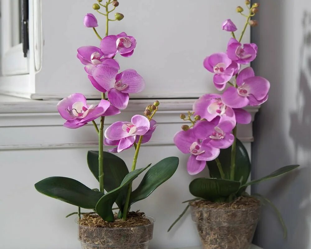 Уход за фаленопсисом. Орхидея фаленопсис корни. Орхидея Phalaenopsis Qwirkle. Фаленопсис Старфиш. Фаленопсис Pusan.