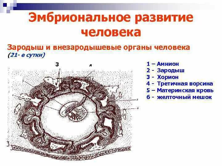Зародыш гистология. Зародыш гистология
