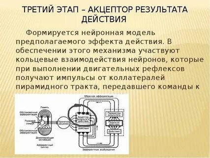 Функциональная система поведенческого акта