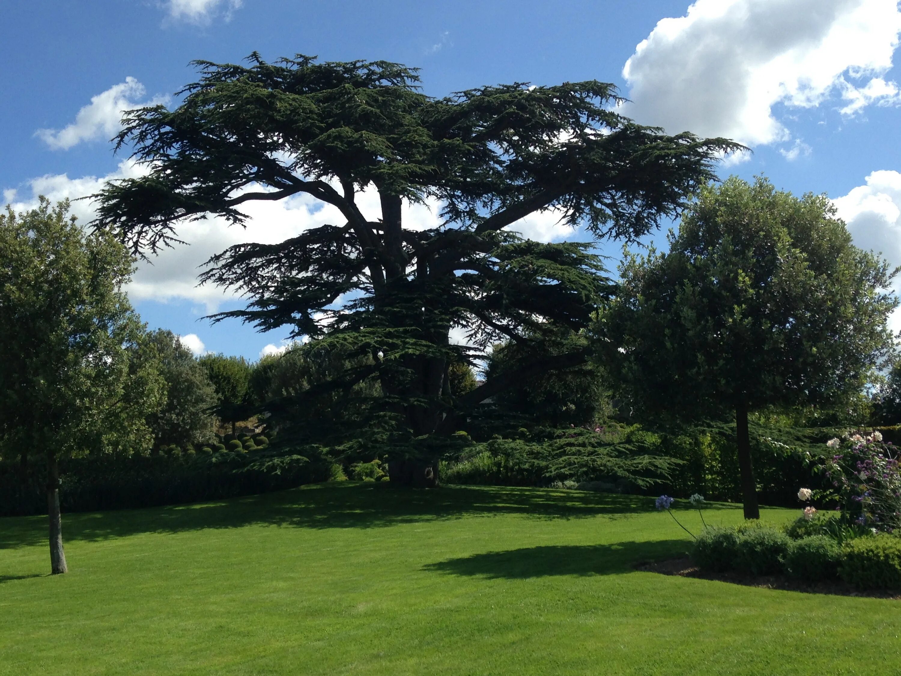 Tree course