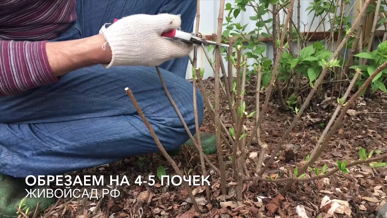 Как обрезать гортензию анабель на зиму